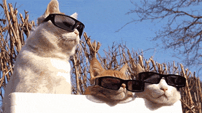 giphy photo GwGXoeb0gm7sc small